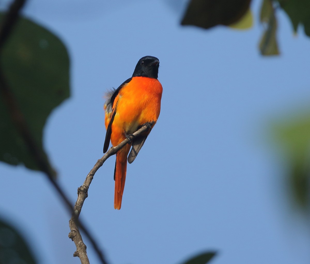 Orange Minivet - ML612871258