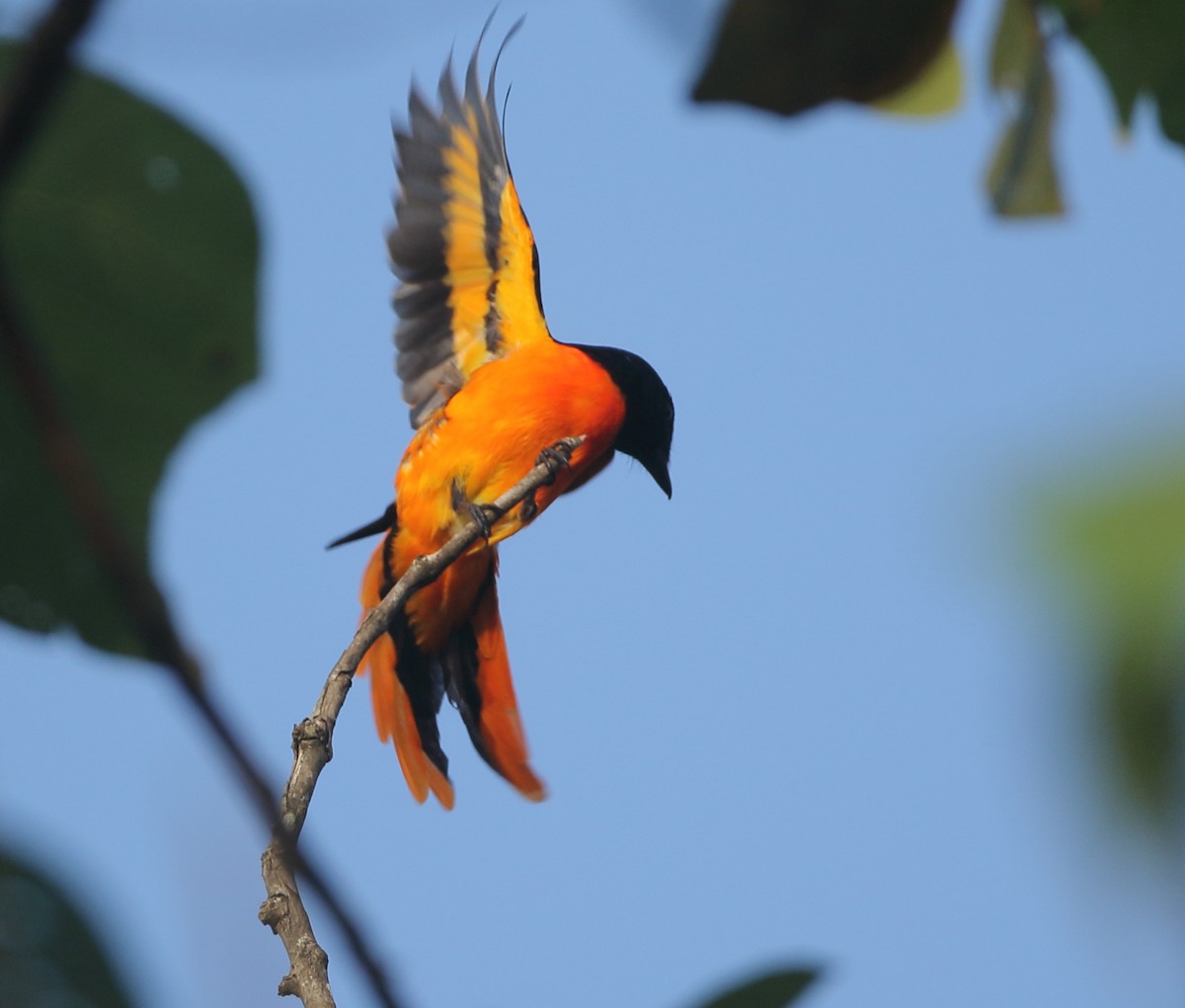 Orange Minivet - Savio Fonseca (www.avocet-peregrine.com)