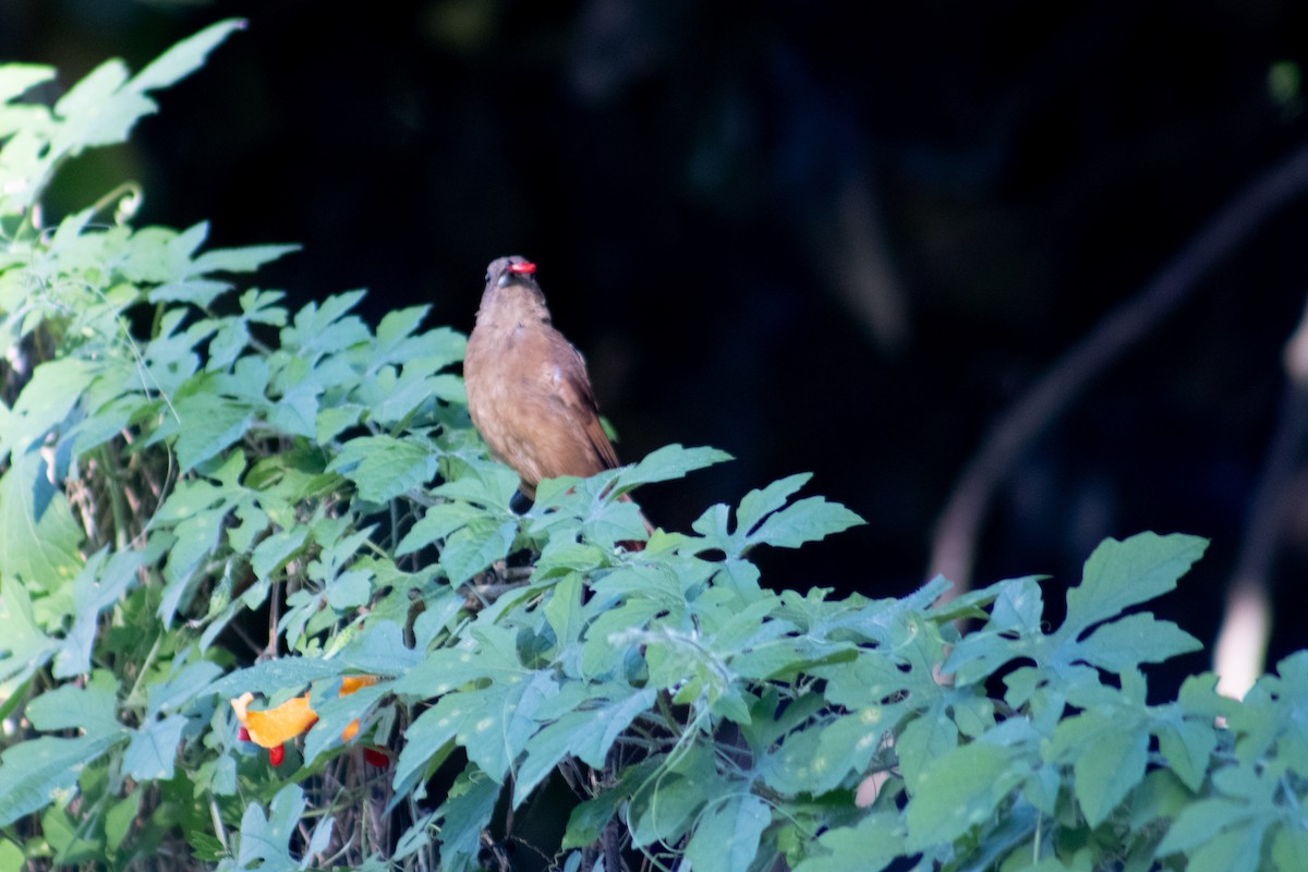 White-lined Tanager - ML612871268