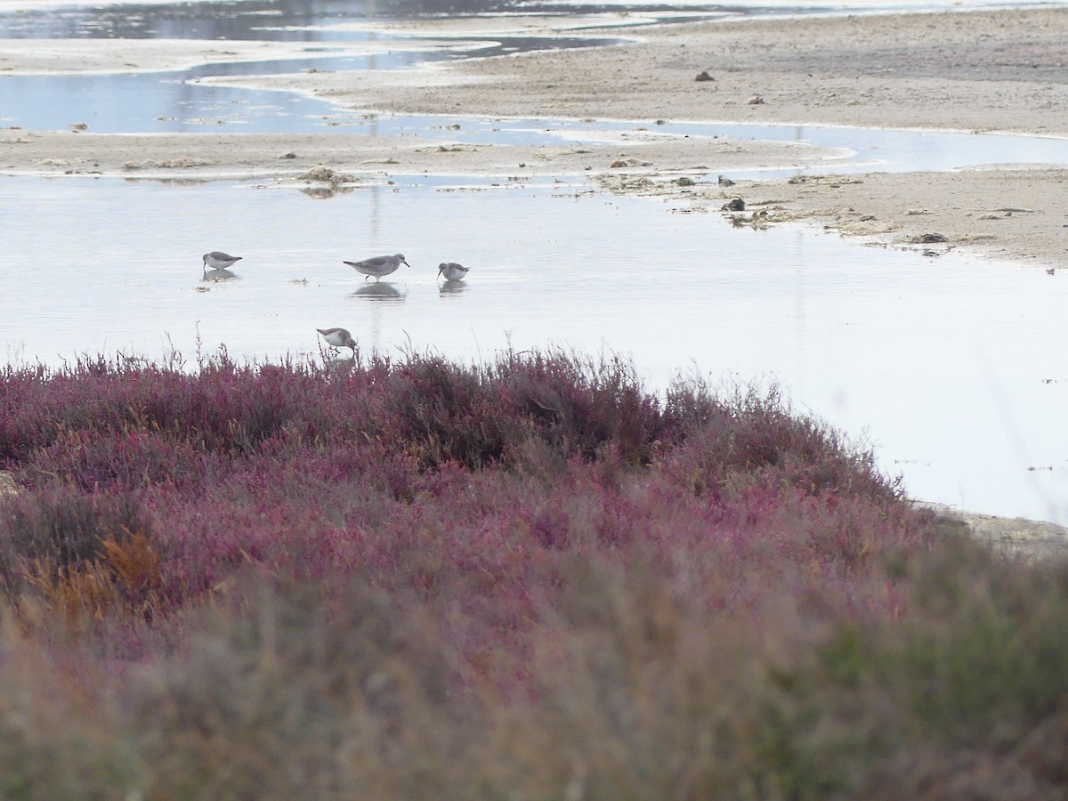 Red Knot - ML612871296