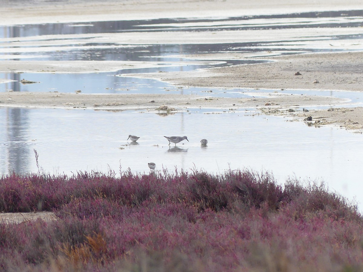 Red Knot - ML612871298