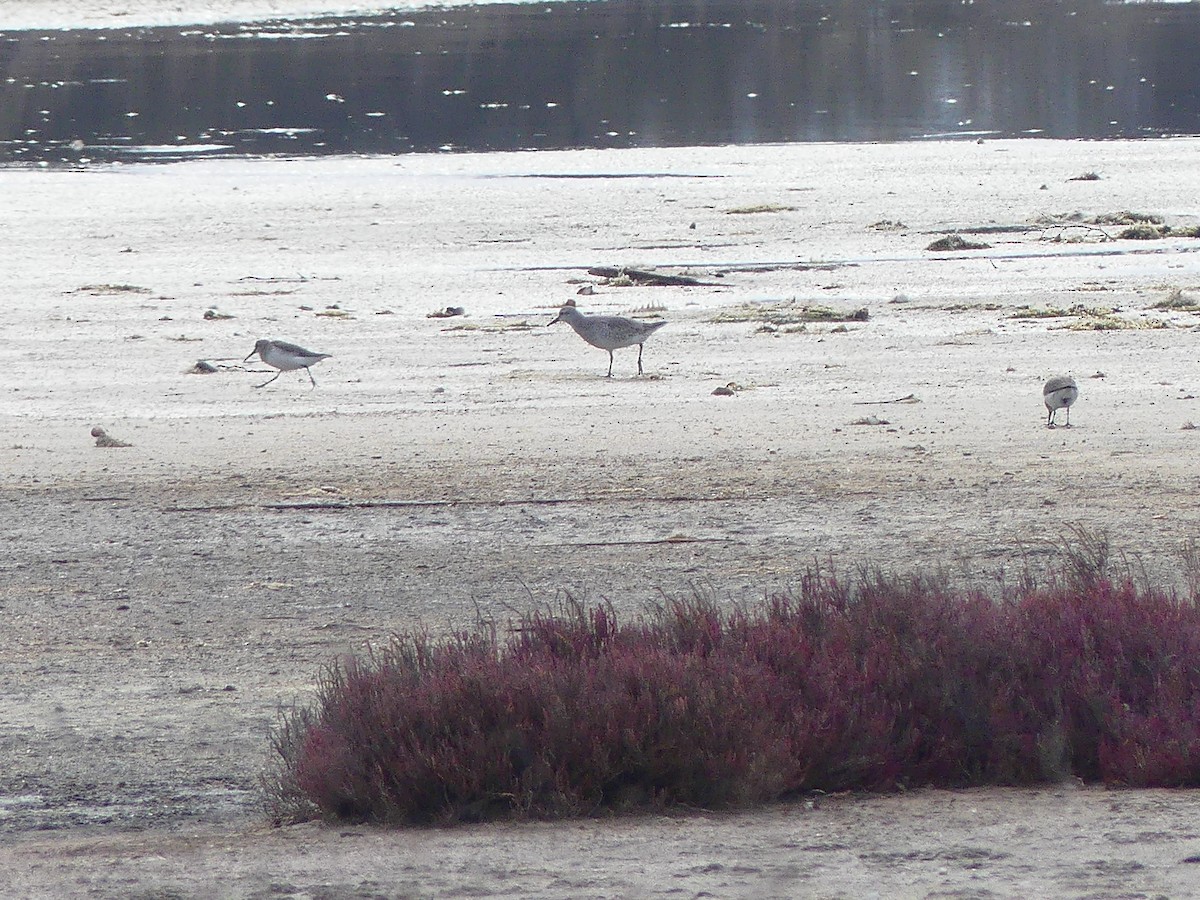 Red Knot - ML612871299
