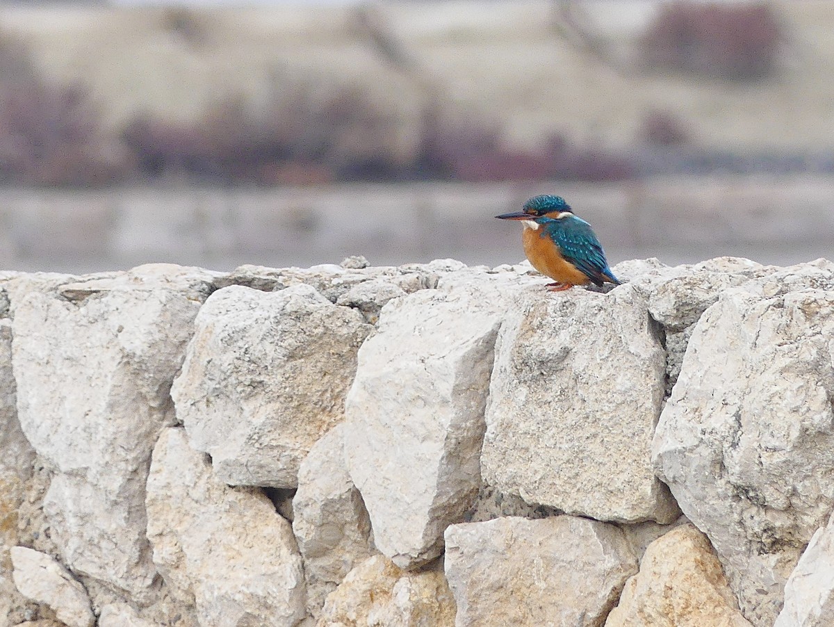 Common Kingfisher - ML612871305