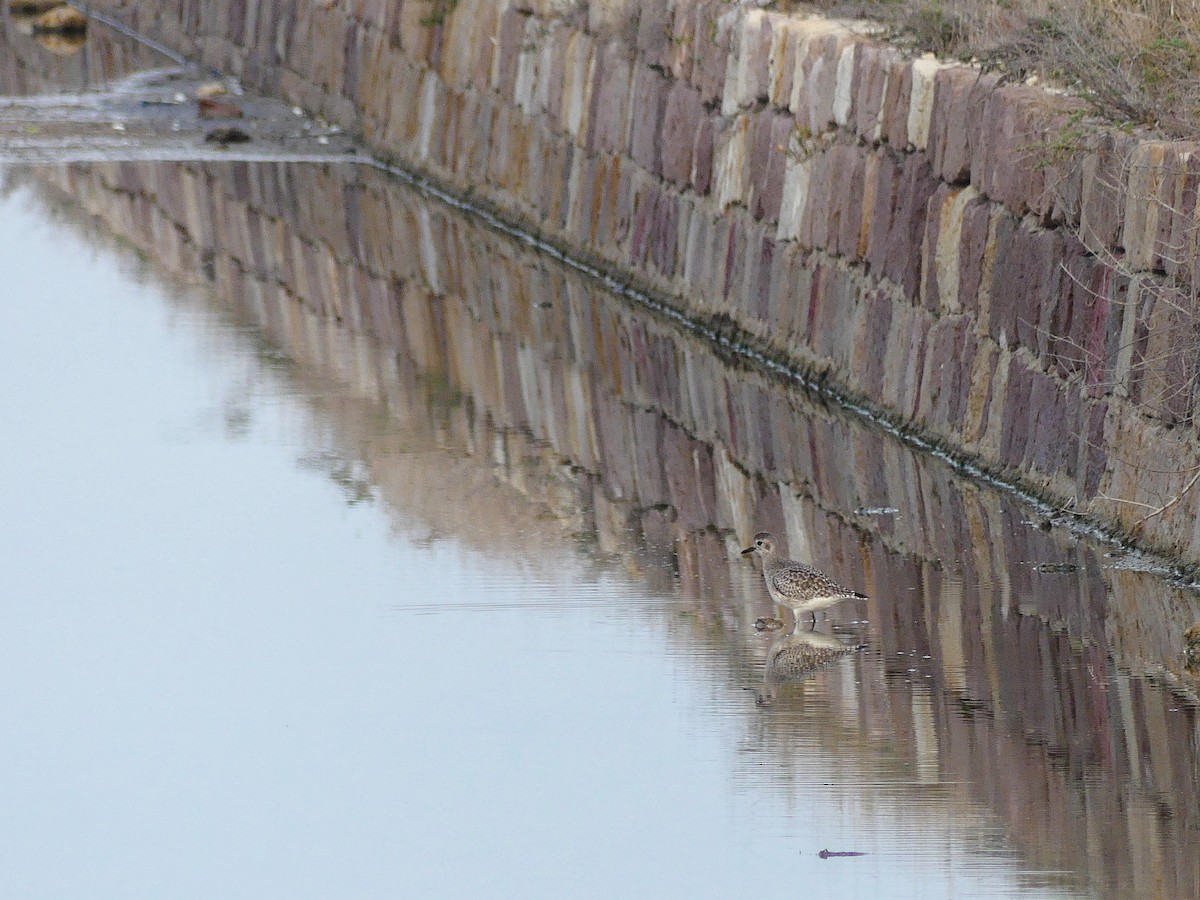 Black-bellied Plover - ML612871316