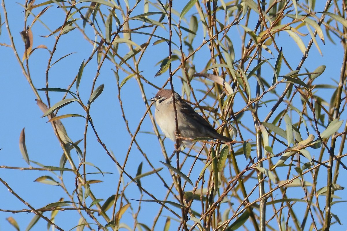 Eurasian Tree Sparrow - ML612871464