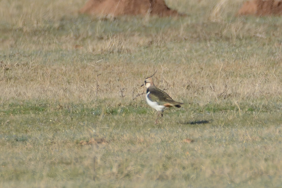 Northern Lapwing - ML612871467