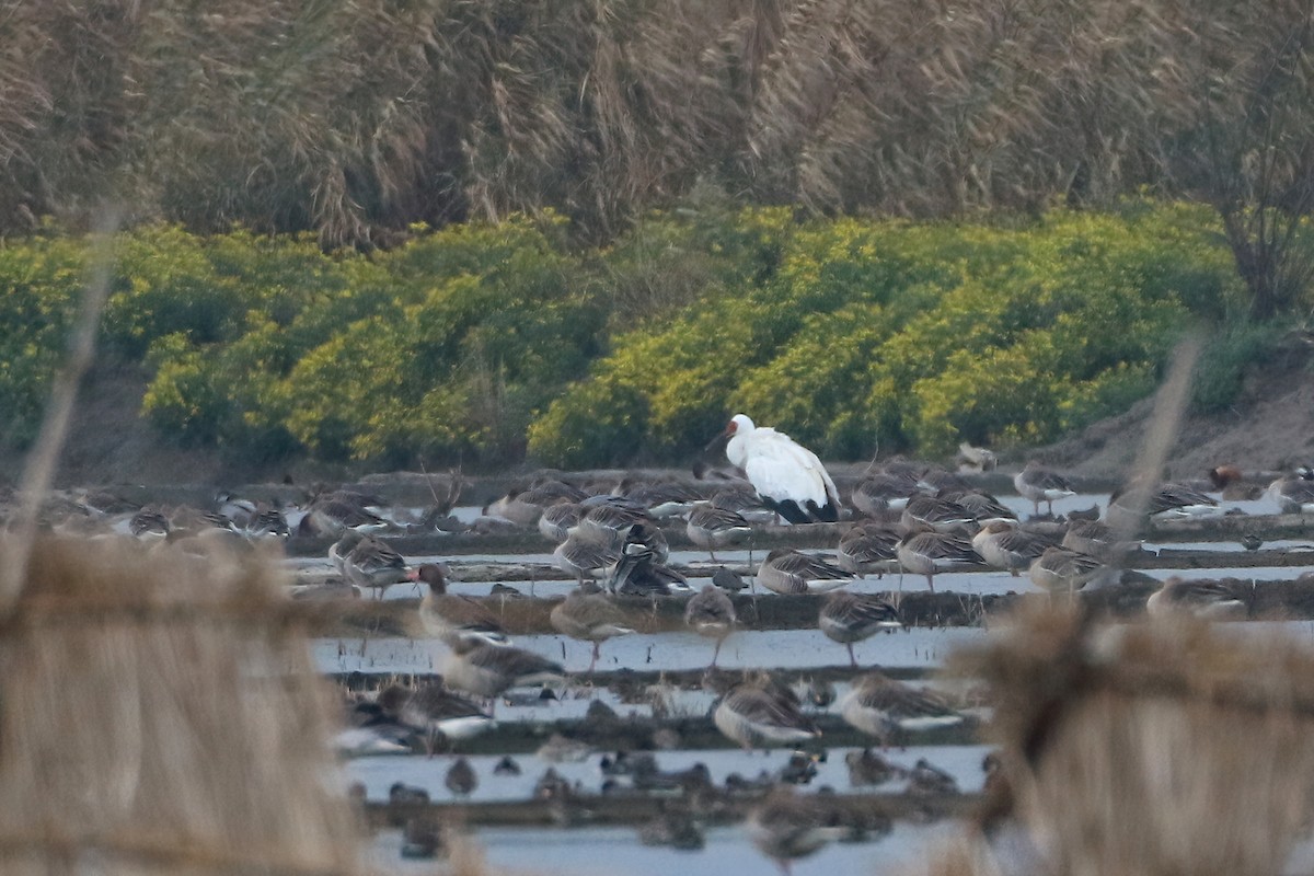 Siberian Crane - ML612871485