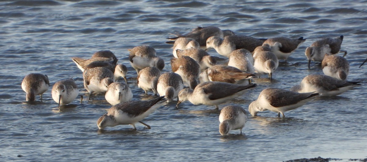 Marsh Sandpiper - ML612871497