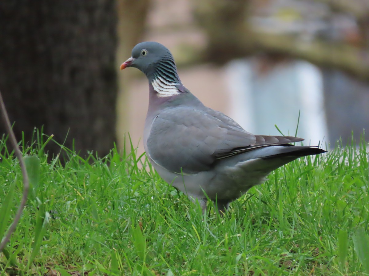 Common Wood-Pigeon - ML612871506