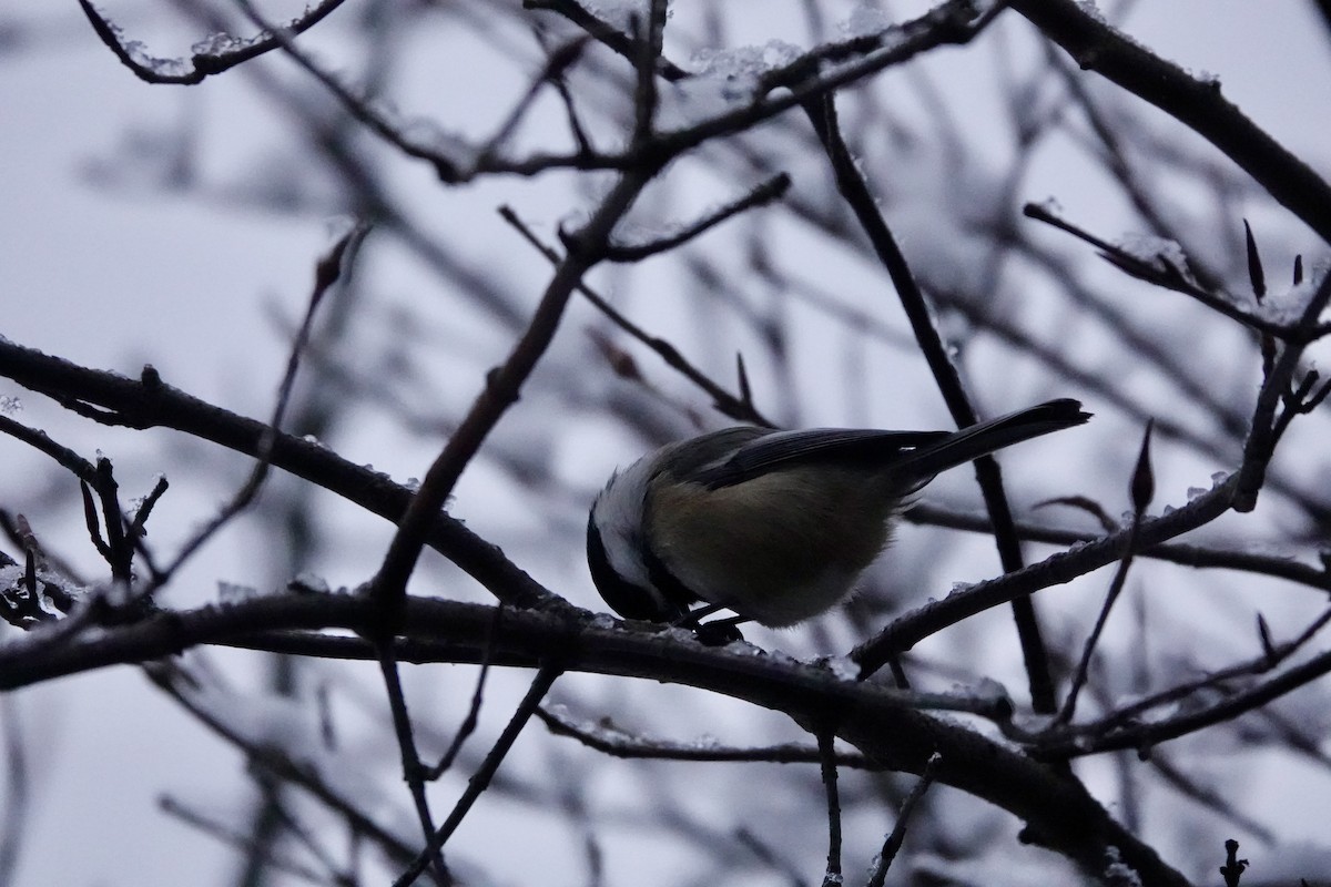 Black-capped Chickadee - ML612871559