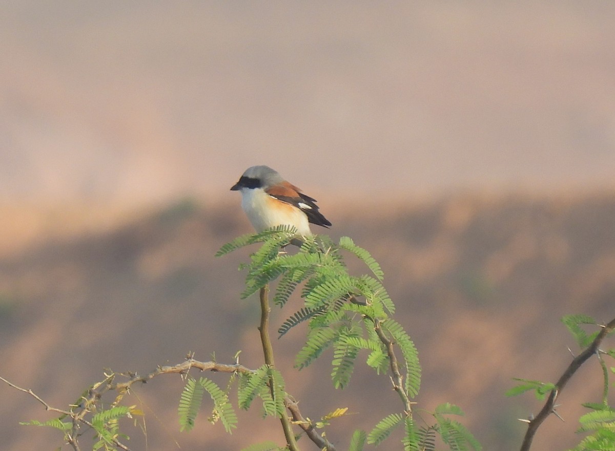 Bay-backed Shrike - ML612871560