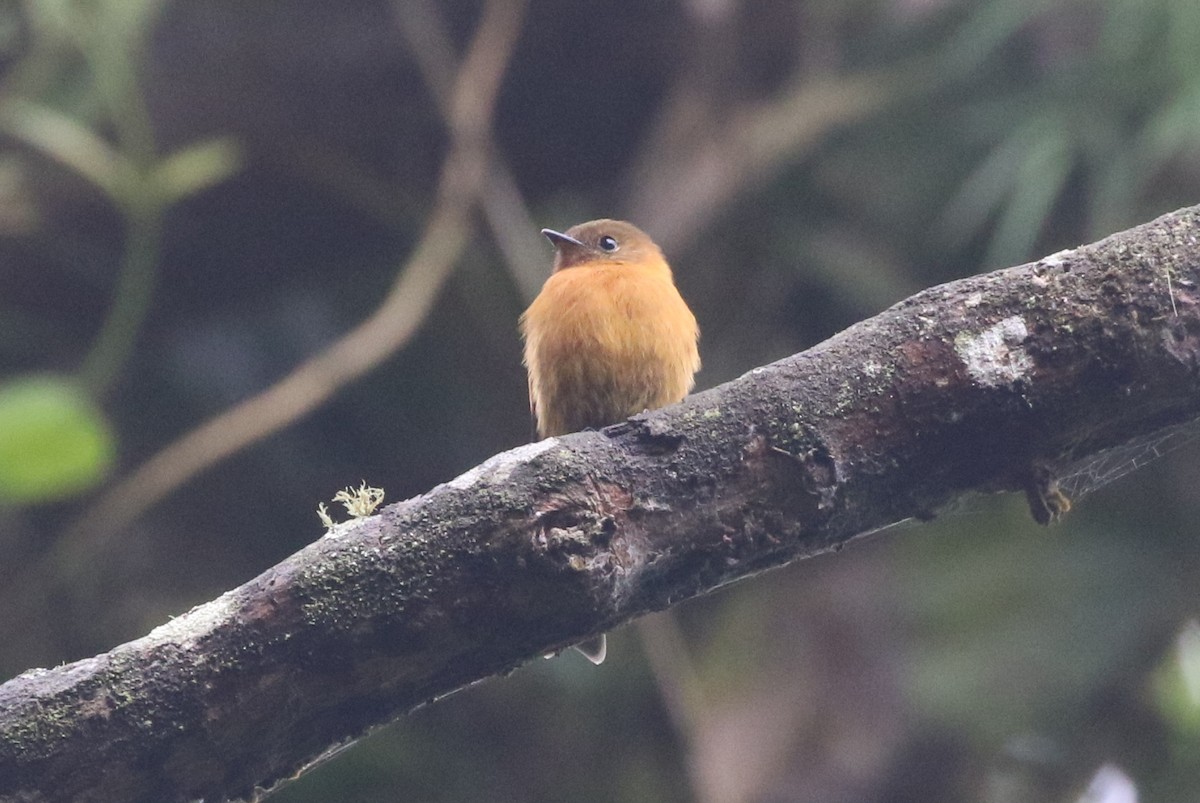 Cinnamon Flycatcher - ML612871629