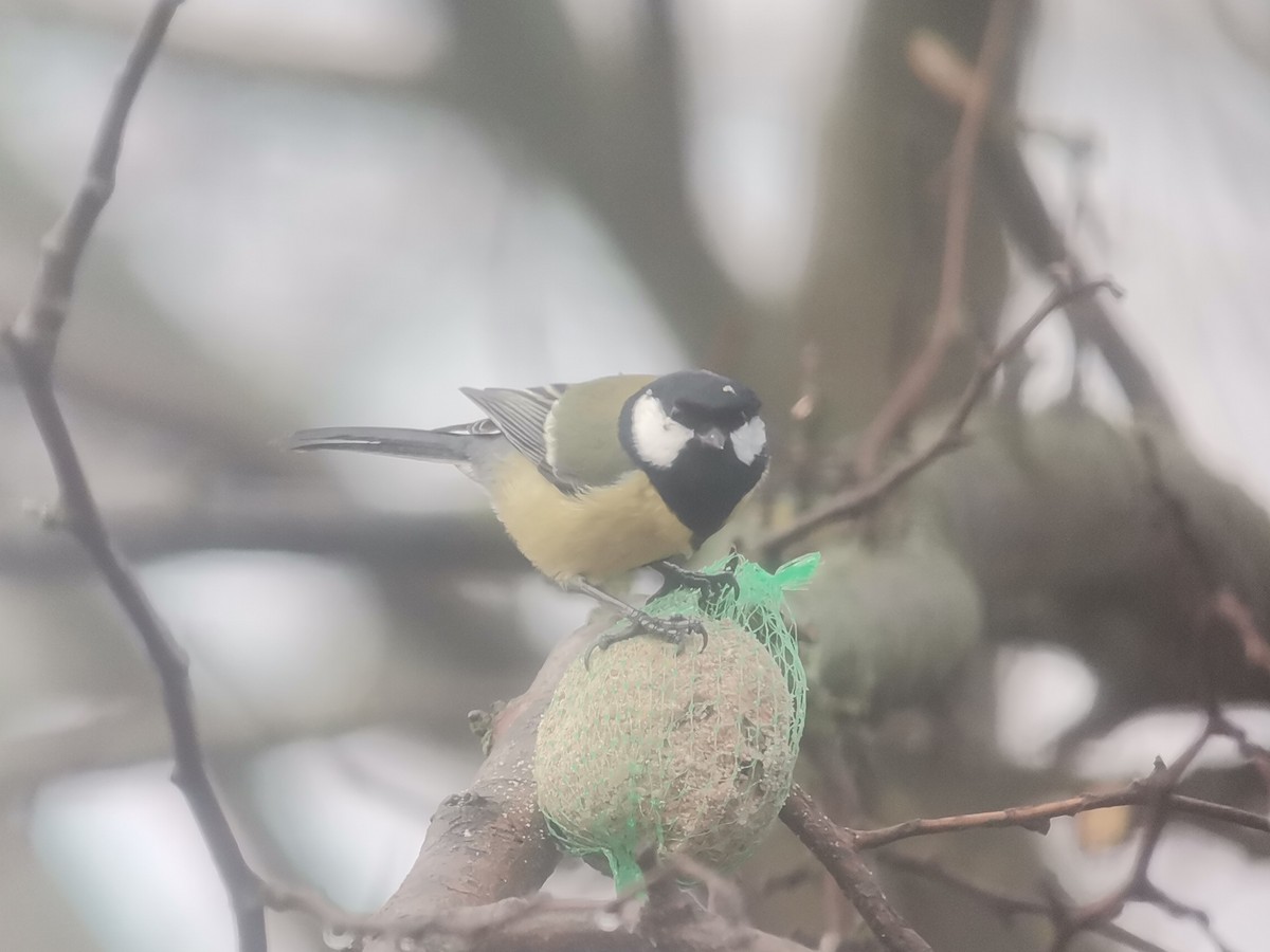 Great Tit - ML612871688