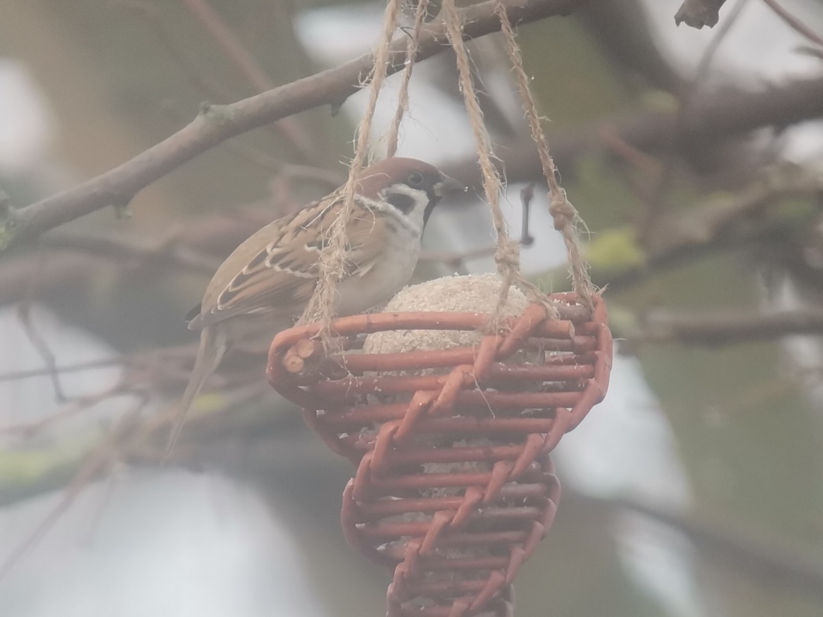 Eurasian Tree Sparrow - ML612871698