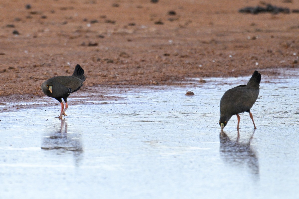 Gallinule aborigène - ML612871743