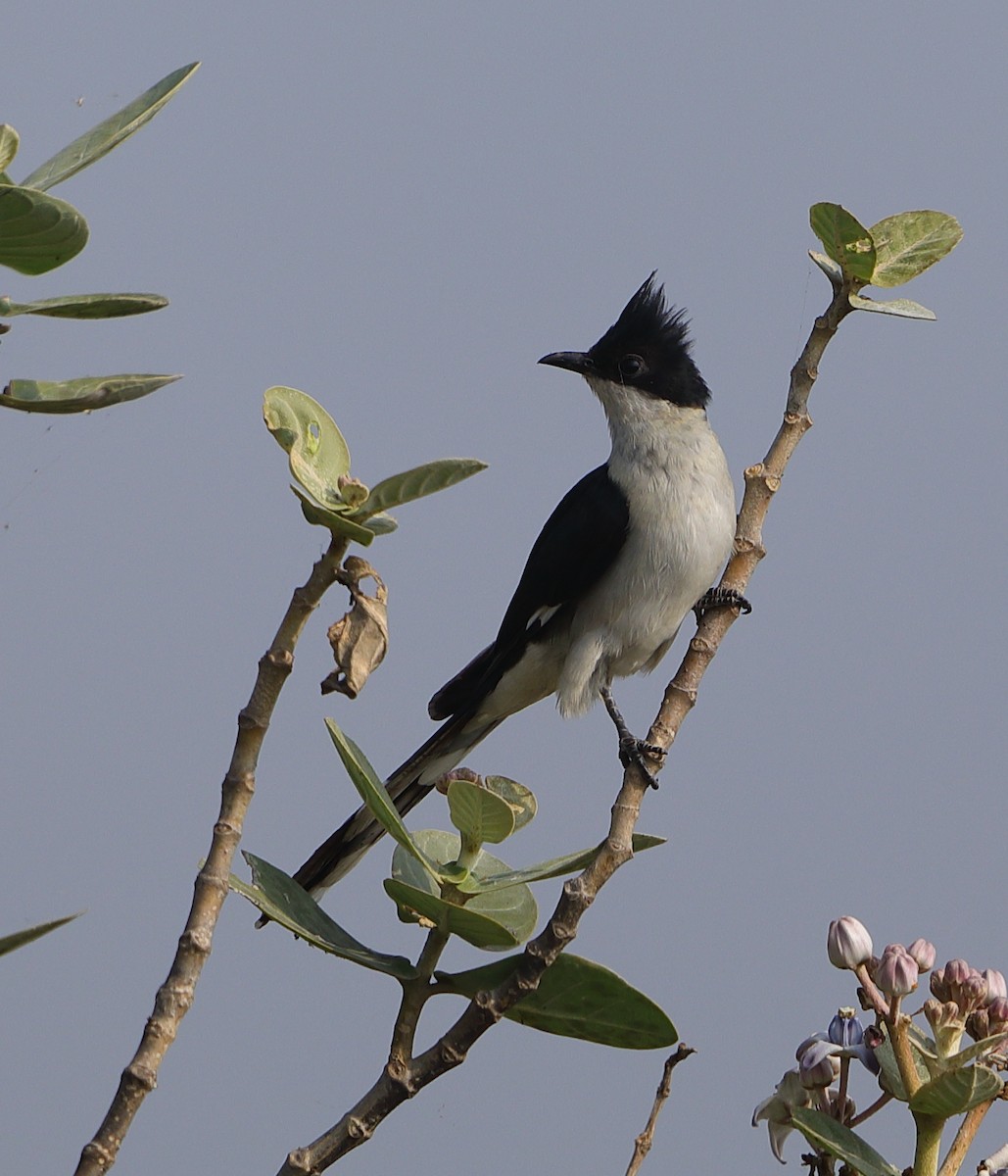 Pied Cuckoo - Krishna Kishore Eyunni