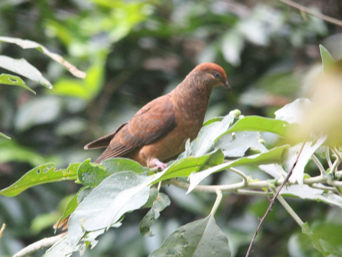 Brown Cuckoo-Dove - Lim Kim Chye