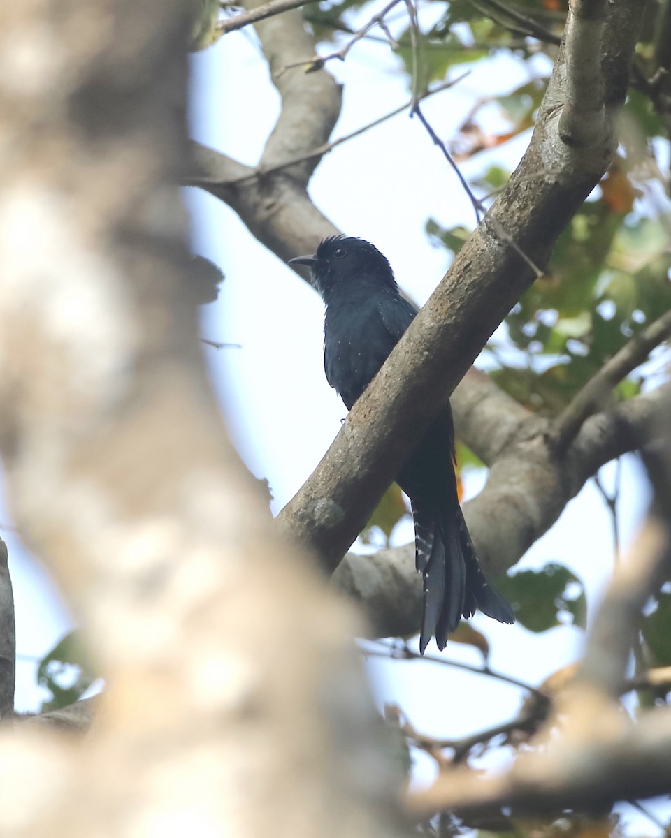 Fork-tailed Drongo-Cuckoo - ML612871995