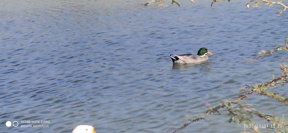 Mallard - Megha Kothadia