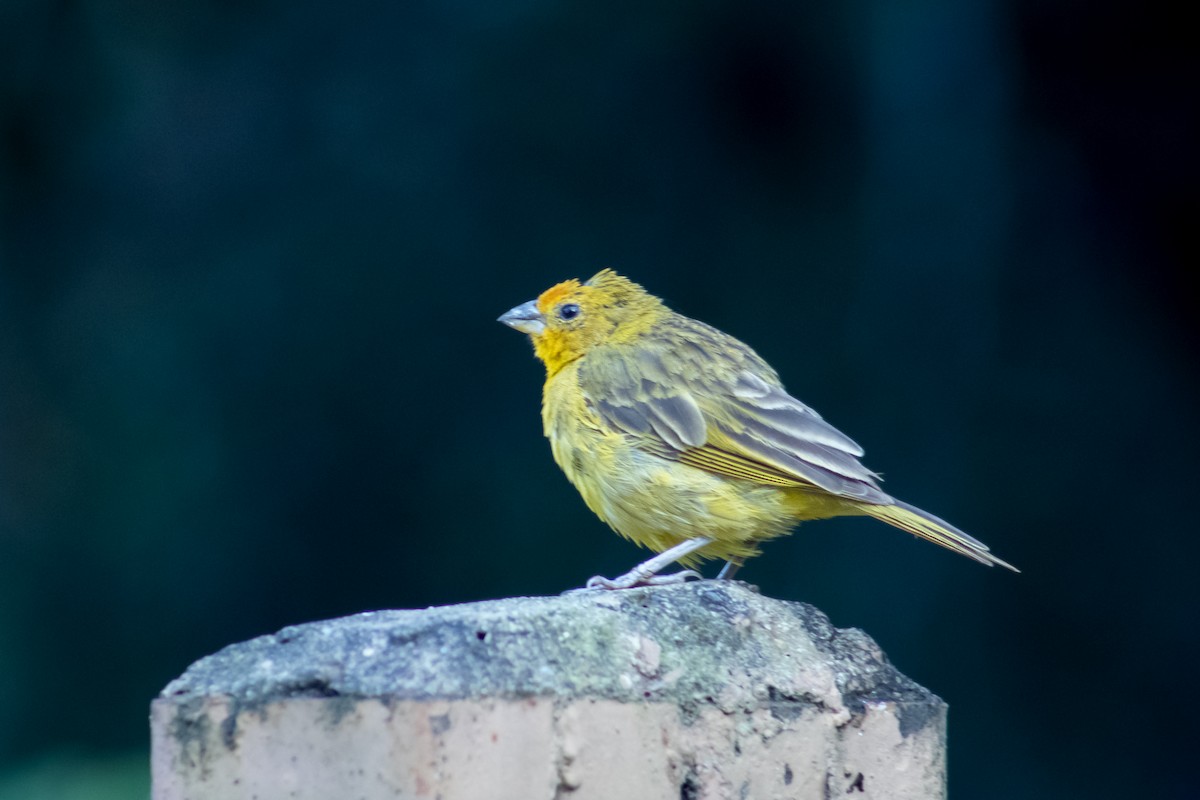 Saffron Finch - ML612871999