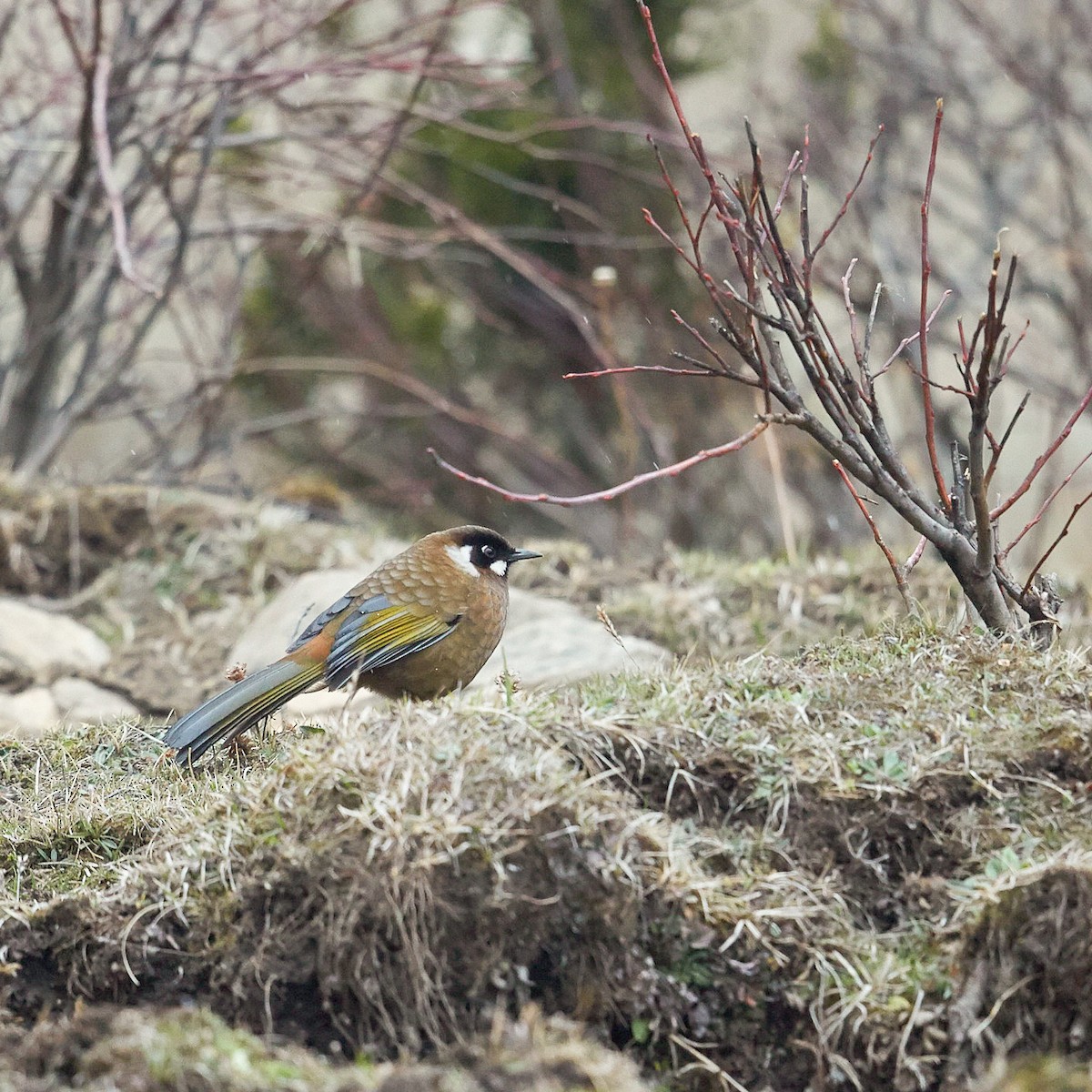 Black-faced Laughingthrush - Werner Suter