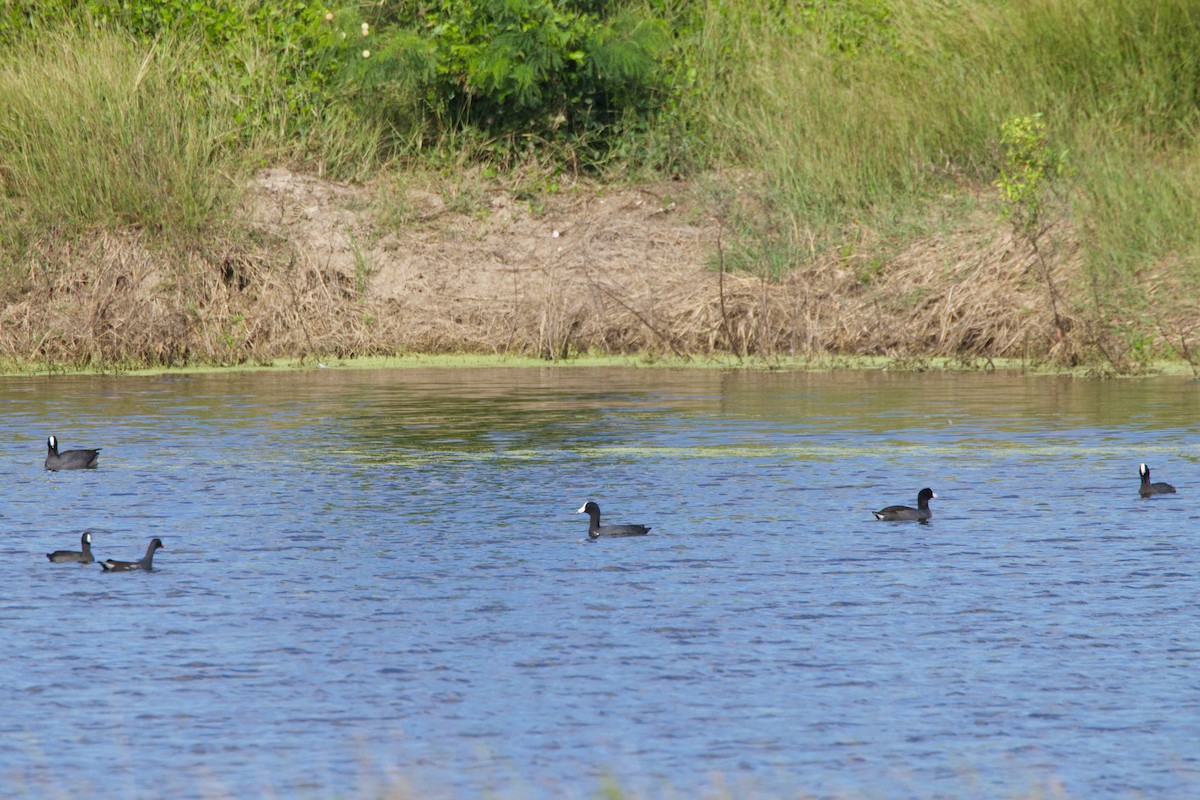 American Coot - Michael St John