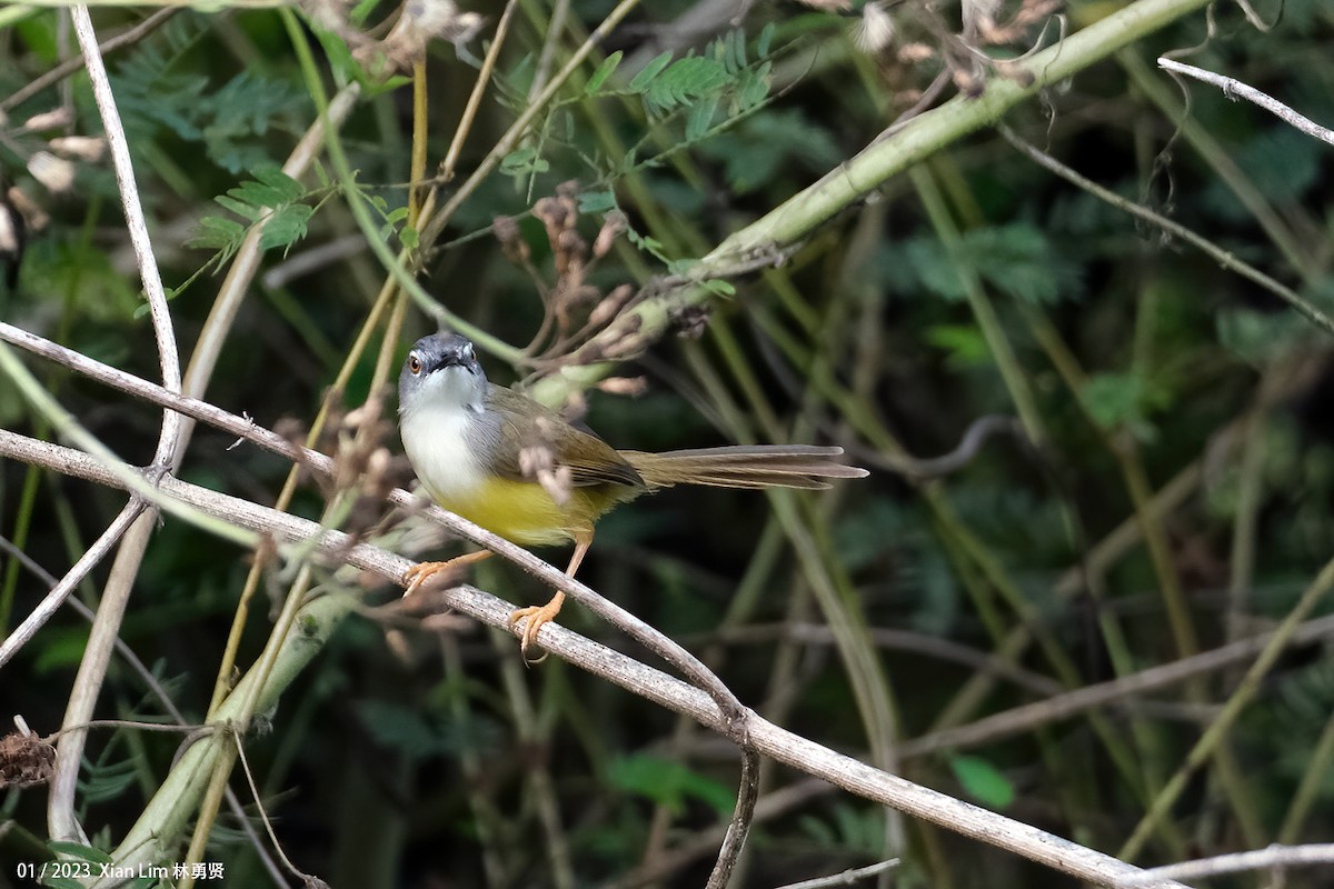 Yellow-bellied Prinia - Lim Ying Hien