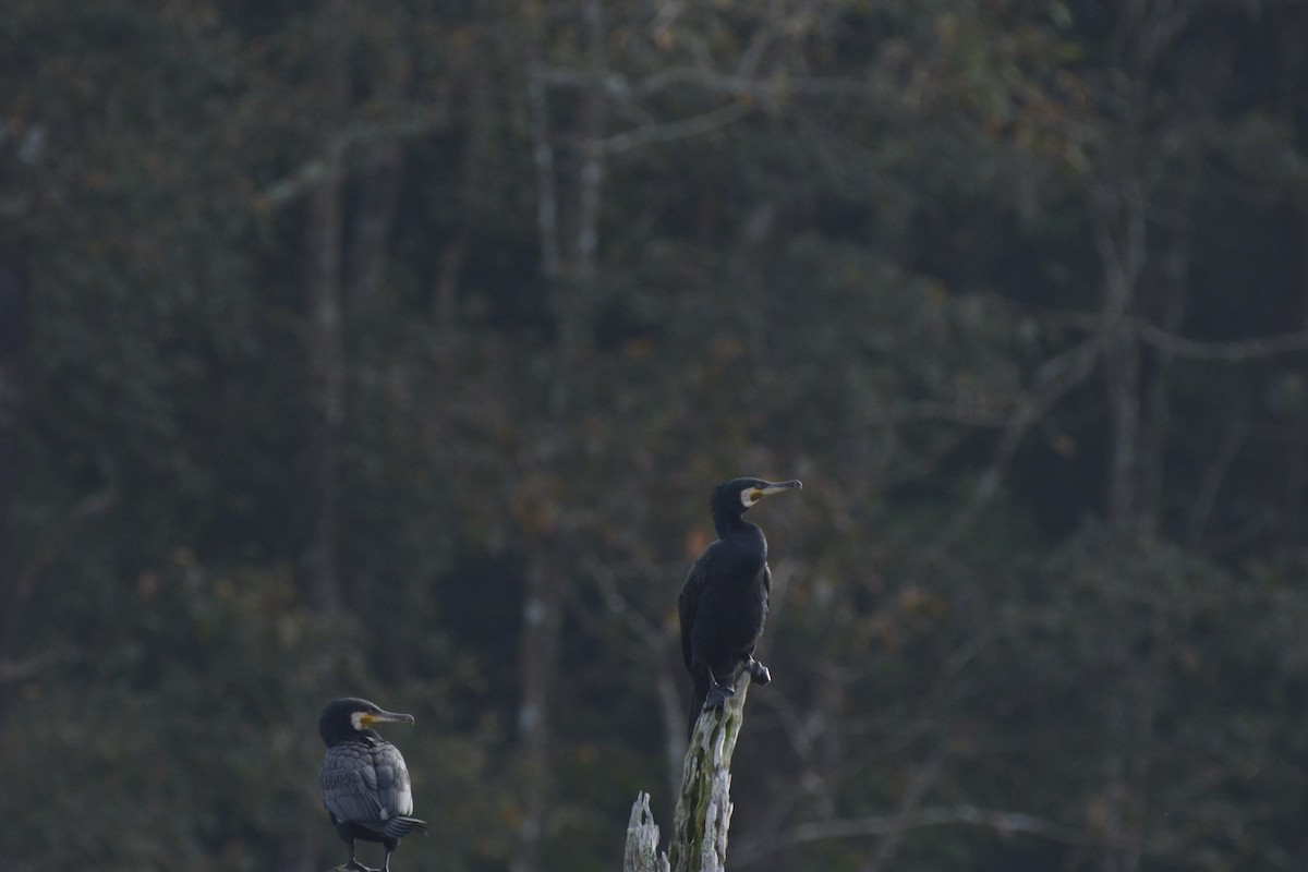 Great Cormorant - Soumyakar Bal