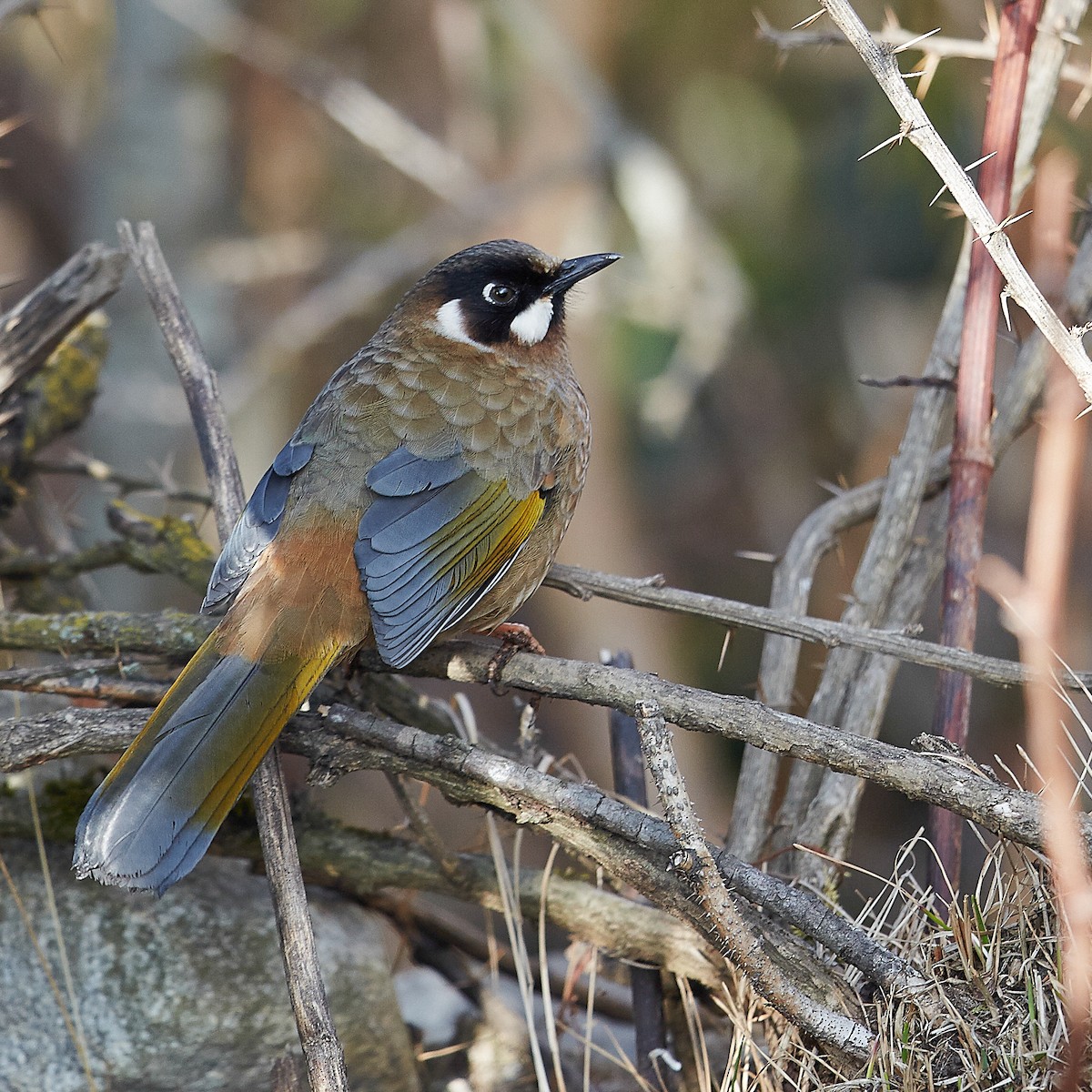 Black-faced Laughingthrush - Werner Suter
