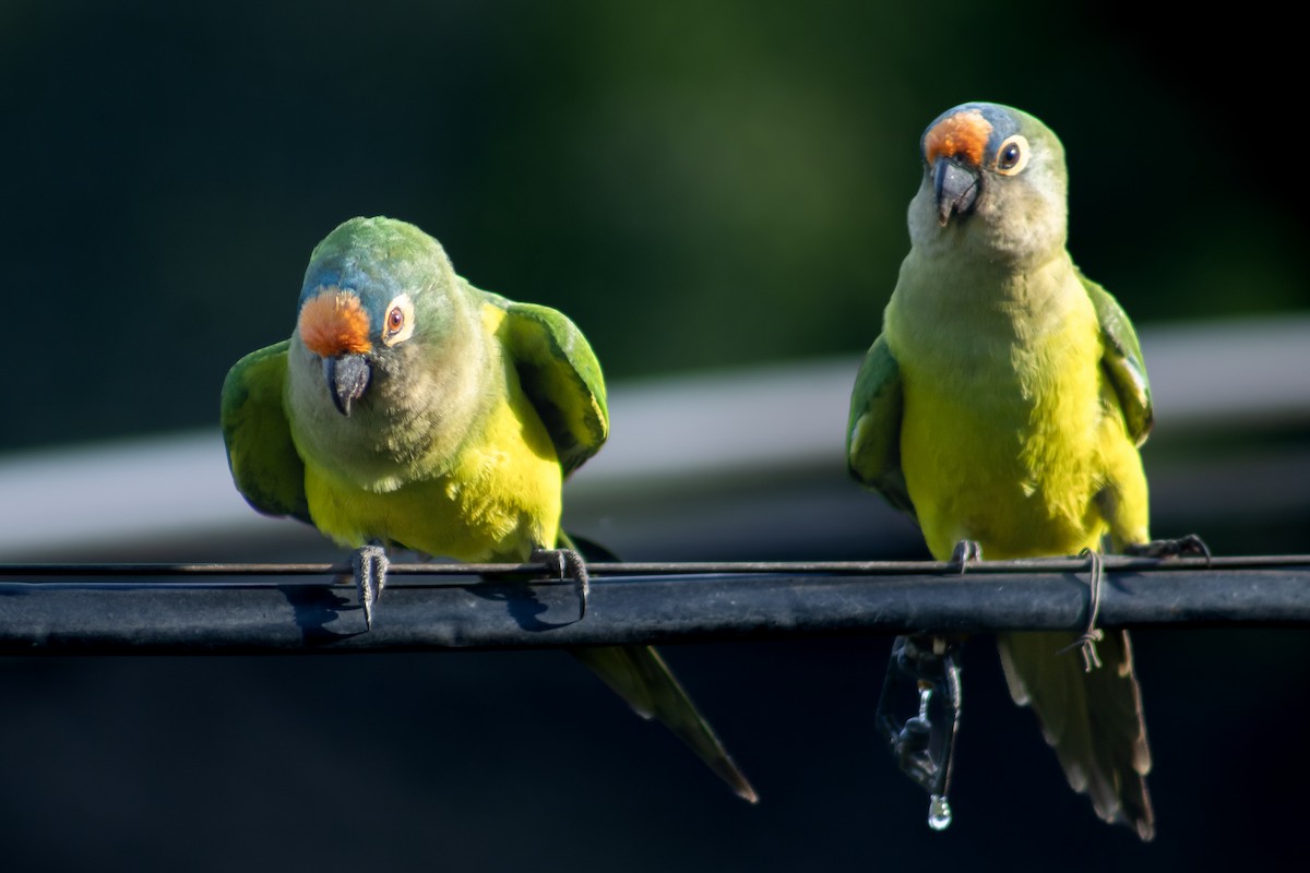 Peach-fronted Parakeet - Francisco Valdevino Bezerra Neto