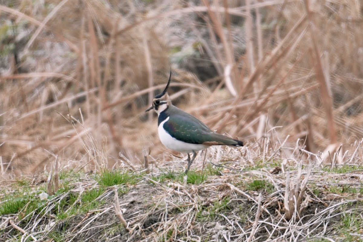 小辮鴴 - ML612872146