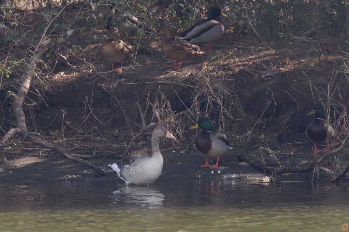 Graylag Goose - Jeffrey Wang