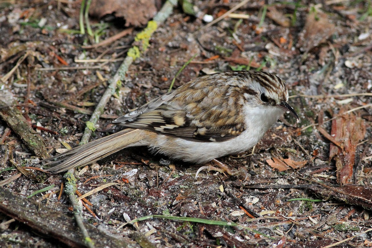 Eurasian Treecreeper - ML612872281