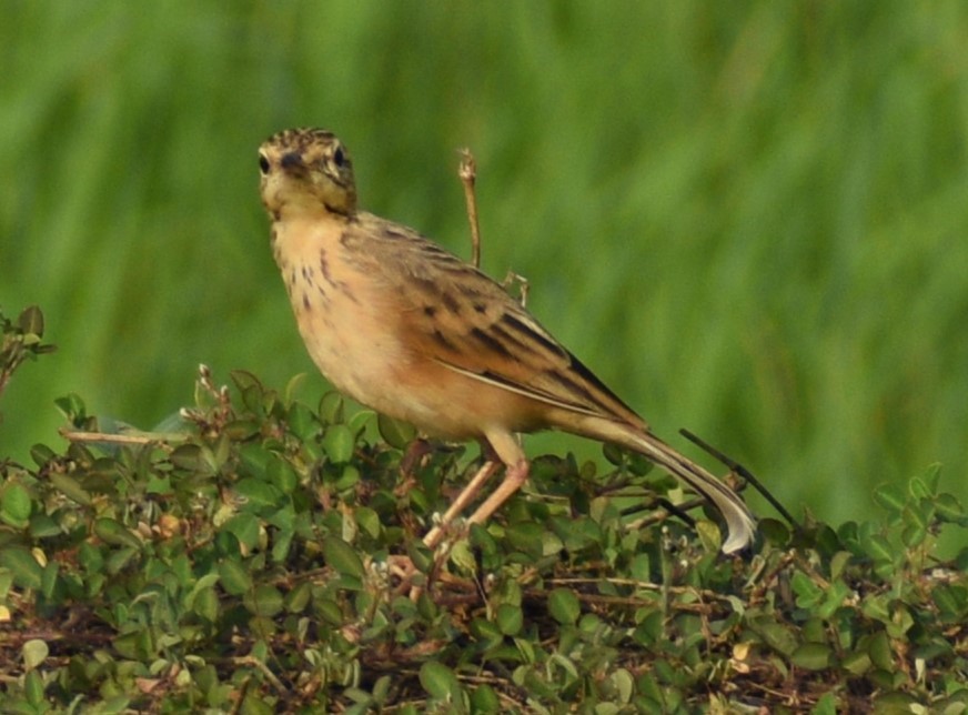 Paddyfield Pipit - George Kuriakose  Basil