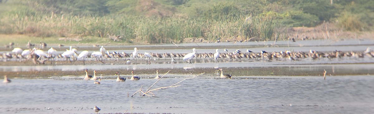 Black-tailed Godwit - ML612872442