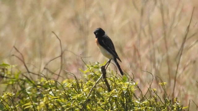 Siberian Stonechat - ML612872460