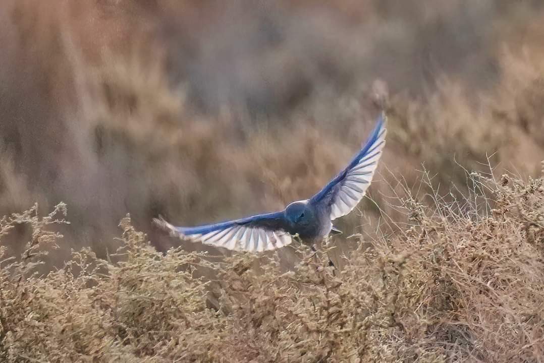 Mountain Bluebird - Joanne Kimura