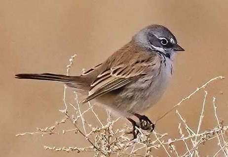 Bell's Sparrow - Joanne Kimura