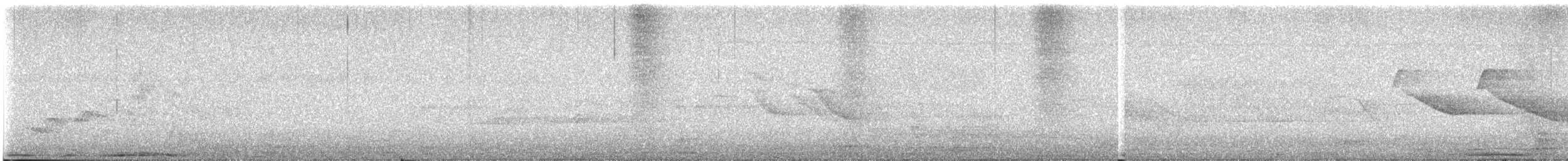 holub skvrnokřídlý - ML612872518