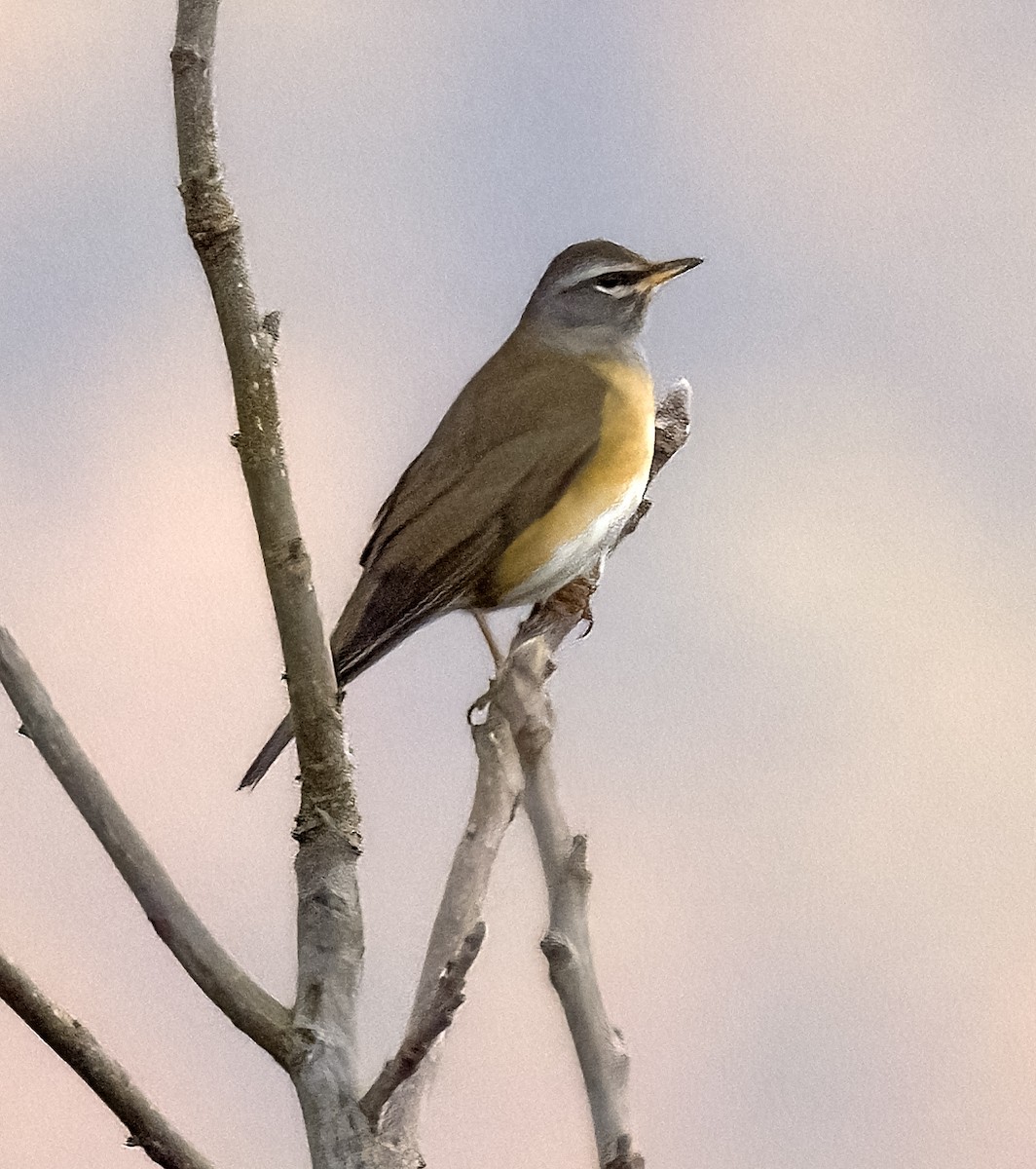 Халиун хөөндэй - ML612872521