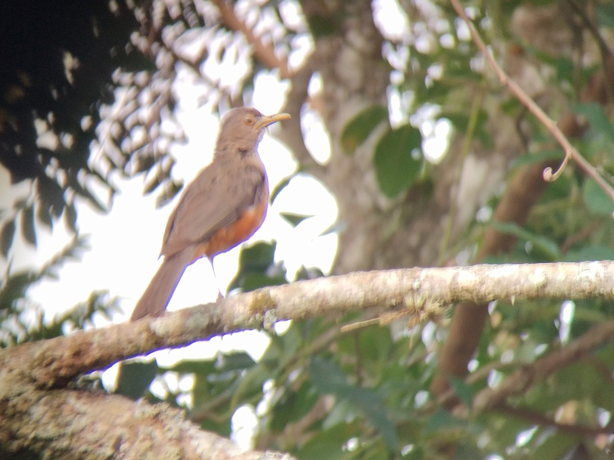 Rufous-bellied Thrush - ML612872534