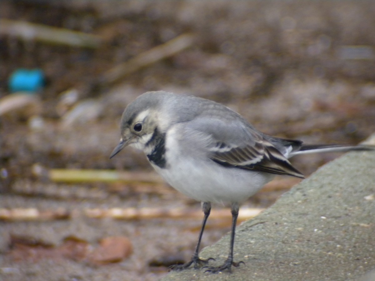 White Wagtail - ML612872536