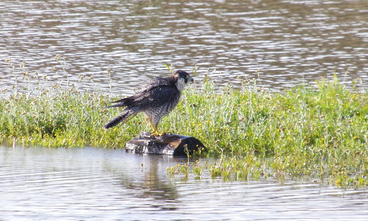 Peregrine Falcon - ML612872538