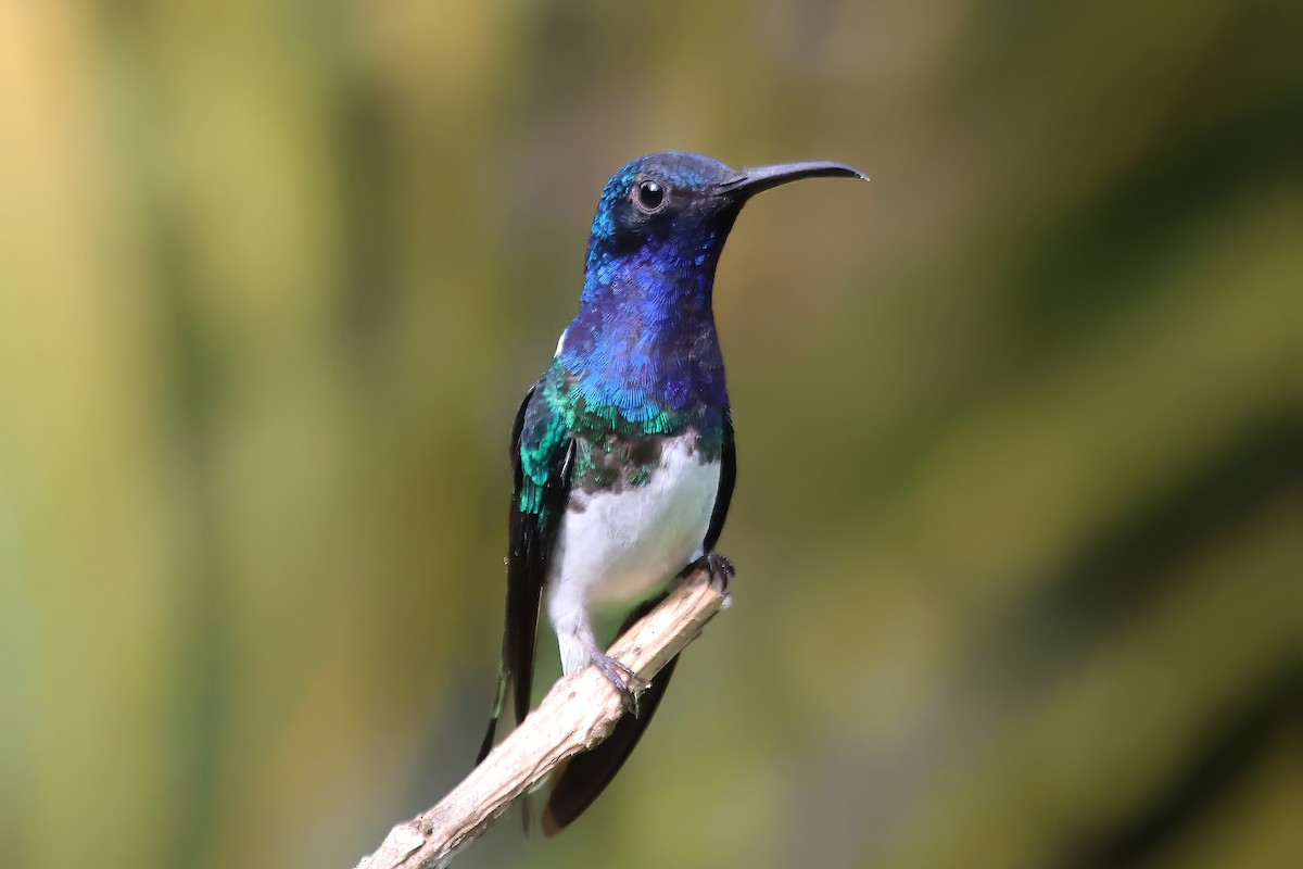 White-necked Jacobin - ML612872539