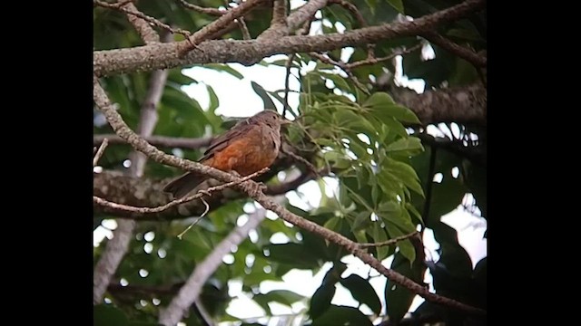 Rufous-bellied Thrush - ML612872559