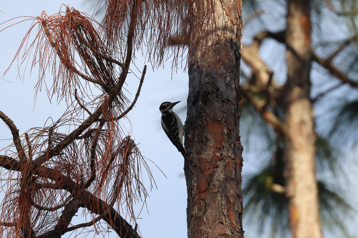 Hairy Woodpecker - ML612872626