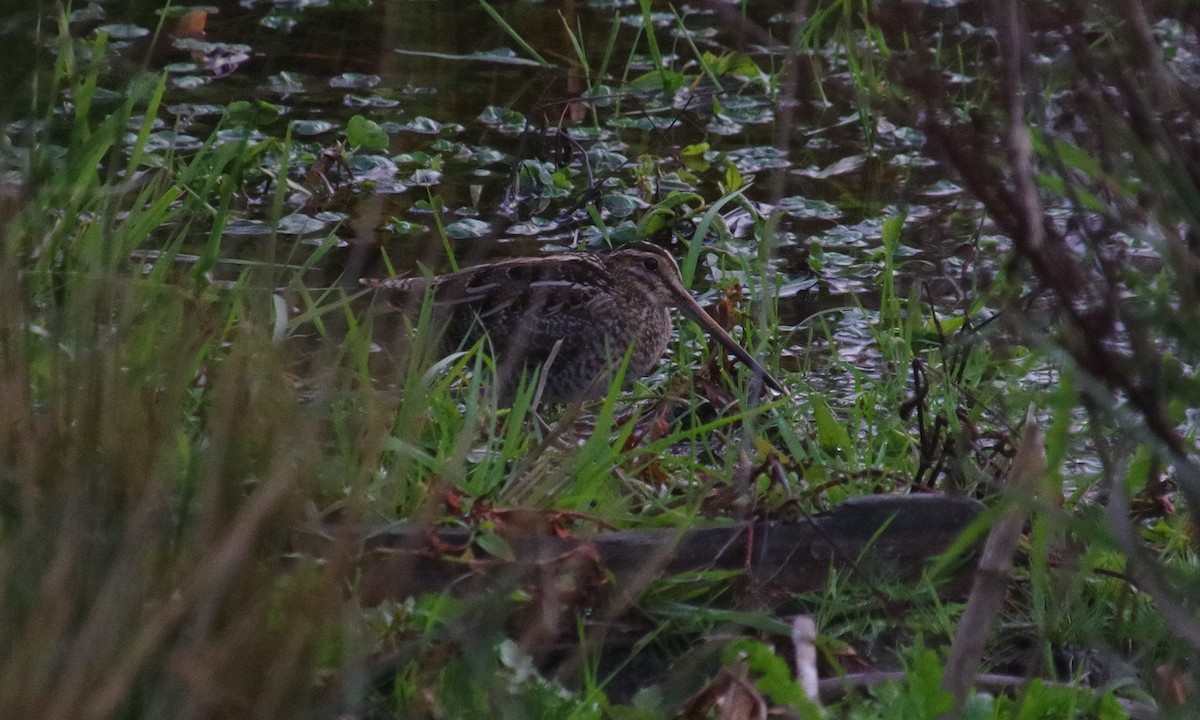 Wilson's Snipe - ML612872631