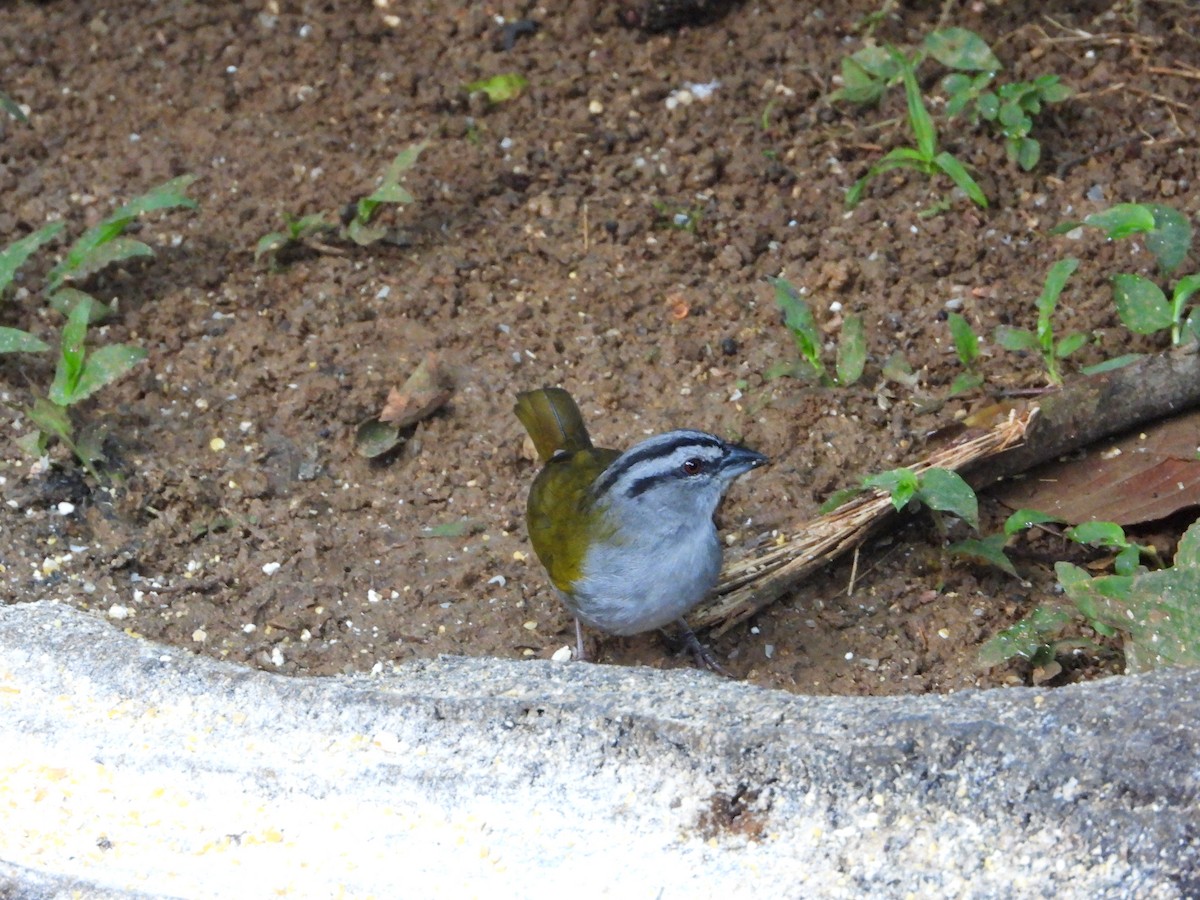 Black-striped Sparrow - Mary Trombley