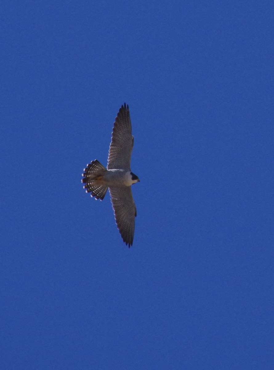 Peregrine Falcon - ML612872673