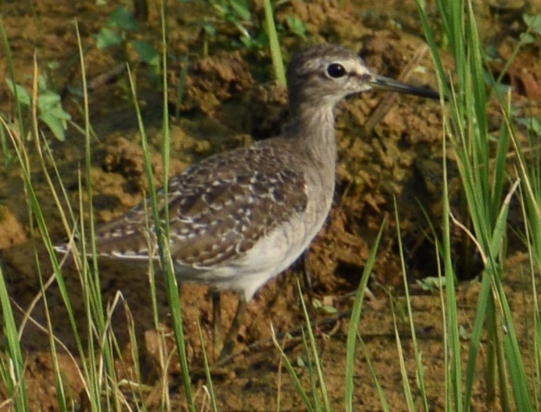 Wood Sandpiper - George Kuriakose  Basil